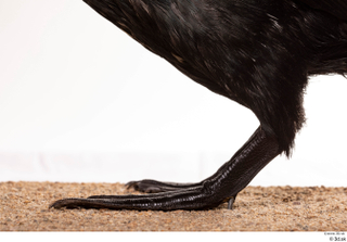 Double-crested cormorant Phalacrocorax auritus leg 0001.jpg